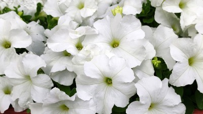 3 cveta obožavaju sunce, nabavite ih i imaćete najlepšu terasu ovog LETA (FOTO) 