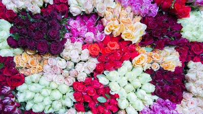 Besplatan trik ubrzaće raskošno cvetanje ruža tokom cele sezone