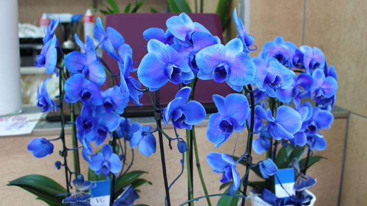 Samo voda nije dovoljna: Dodajte ovo u saksiju i orhideje će BUJATI KAO LUDE 