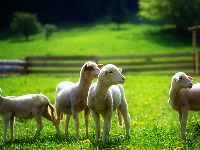 Cene STOKE i SVINJA rastu širom Srbije