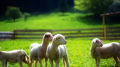 Cene STOKE i SVINJA rastu širom Srbije