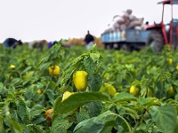 Paprika ne podnosi 4 BILJKE - osušiće se i uvenuti čak i pre nego što procveta
