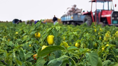 Paprika ne podnosi 4 BILJKE - osušiće se i uvenuti čak i pre nego što procveta