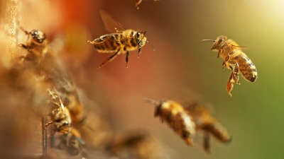 Za razliku od pčele, osa može da ubode više puta: Kako bol i otok da budu manji?