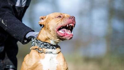 Pitbula našli na ulici i udomili, a on im ubio dete (2): Detalji horora