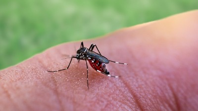 Prvi slučaj groznice Zapadnog Nila u Srbiji