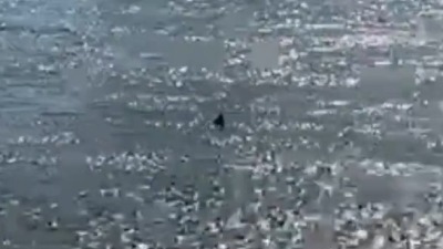Ajkula snimljena u poznatoj prestoničkoj reci (VIDEO)