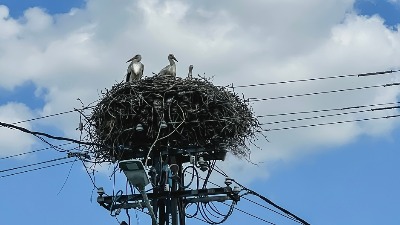 Nepoznata osoba upucala rodu (FOTO)