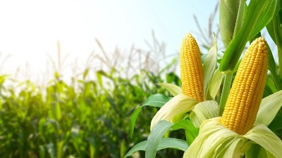 ORANICE BEZ KUKURUZA Bolja je štrudla sa makom?