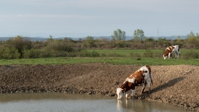 Sve manje KRAVA u srpskim selima