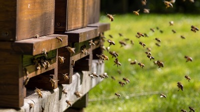 Falsifikovanje meda da bude krivično delo, a ne prekršaj kao do sada
