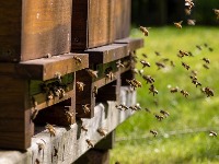 PČELARA SVE MANJE U SRBIJI Sumnjivog meda sve više