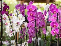 Kako negovati ORHIDEJE da bi bile zdrave, raskošne i savršene? Prihrana je NAJVAŽNIJA 