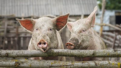 Čoveka ubila svinja, drugom pojela testise