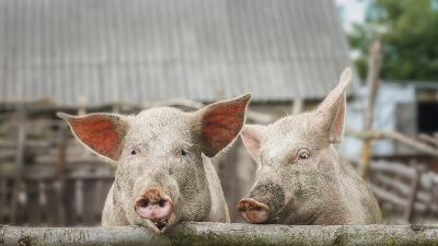 MANJAK KRMAČA U OBORIMA Srpski stočari na gubitku 