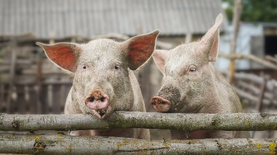 UŽAS Svinja izujedala ženu u Prokuplju