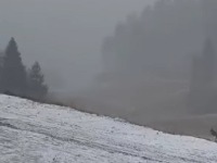 Veje na Kopaoniku: Prizor na planini kao usred zime (VIDEO)