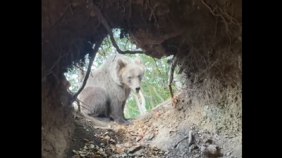 Stefanov susret sa medvedom: Pobegao u jamu, zver krenula za njim (VIDEO)