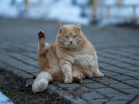 Mačka Jilpi (31) kandidat za za titulu najstarije žive MAČKE NA SVETU (VIDEO) 