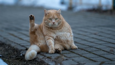 Mačka Jilpi (31) kandidat za za titulu najstarije žive MAČKE NA SVETU (VIDEO) 