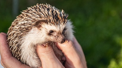 Planirate da u dom u kome već imate ljubimca donesete ježa: Evo šta vas sve čeka