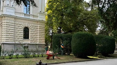 "Na red su došli legati šimšira, tise i tuje: Da li je potkresivanje četinara uvod u rušenje požarevačkog parka?"