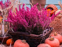 Biljka kojoj HLADNOĆA ne može ništa: Cveta čak i u DECEMBRU - prelepa terasa tokom zime