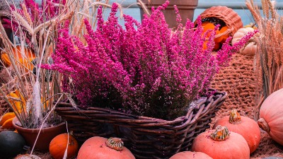 Biljka kojoj HLADNOĆA ne može ništa: Cveta čak i u DECEMBRU - prelepa terasa tokom zime