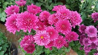 Cveće koje privlači sreću i cveta samo zimi: Ova biljka simbol je porodičnog BLAGOSTANJA (FOTO) 