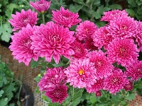 Kako da zimske ruže cvetaju nonstop i budu prelepe: Trik koji POUZDANO RADI