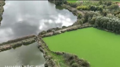 "Vodena salata" preko Palićkog jezera: Ugrožen živi svet? (FOTO)
