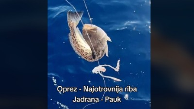 Ulovio NAJOTROVNIJU RIBU u Jadranu: Kad me ubola... (VIDEO)