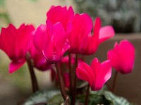 Trik koji baštovani KRIJU: Evo kako da vam cveće preživi ZIMU