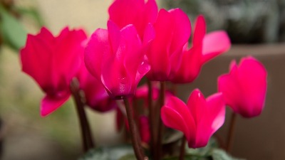 Trik koji baštovani KRIJU: Evo kako da vam cveće preživi ZIMU Trik koji baštovani KRIJU: Evo kako da vam cveće preživi ZIMU