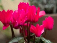 Kako da vam sobna ciklama buja kao luda: Zalivanje je ključan FAKTOR