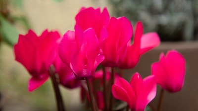 Kako da vam sobna ciklama buja kao luda: Zalivanje je ključan FAKTOR