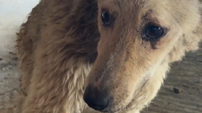 "Bio je na korak od smrti, kad se pojavio on": Priča o psu iz Vrbasa (VIDEO)