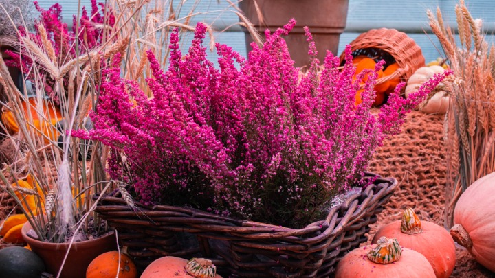 Predivna biljka kojoj hladnoća uopšte ne smeta, a cveta čak i u DECEMBRU 