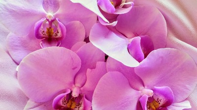 Kako vaša orhideja može da cveta i zimi? Lako uz proverene savete 