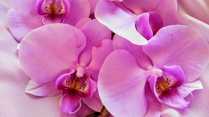 Kako vaša orhideja može da cveta i zimi? Lako uz proverene savete 