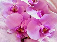 Zaboravite na običnu vodu: Sipajte im ovo i orhideje će CVETATI KAO LUDE 