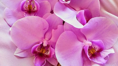 Zaboravite na običnu vodu: Sipajte im ovo i orhideje će CVETATI KAO LUDE 