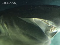 Džinovski morski pas viđen na Jadranu (VIDEO)