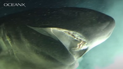 Džinovski morski pas viđen na Jadranu (VIDEO)