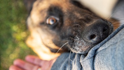 Ove 4 rase pasa imaju najsnažniji ugriz! Mogu da budu agresivni (FOTO) 