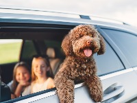 Putovanje sa ljubimcima lakše nego ikad: Srbija na važnoj EU listi