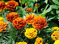 Biljke koje čuvaju baštu od štetočina: Posadite ih jednu pored druge i nećete morati da prskate