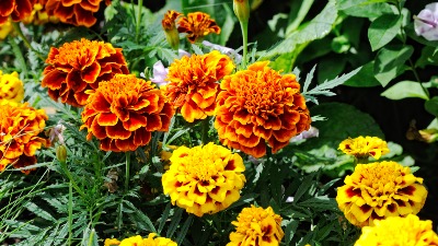 Biljke koje čuvaju baštu od štetočina: Posadite ih jednu pored druge i nećete morati da prskate