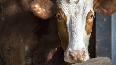 U Srbiji manji broj goveda, a veći svinja, ovaca i živine