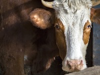 Srpske KRAVE sumnjaju u subvencije